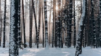 Wald in Minsk