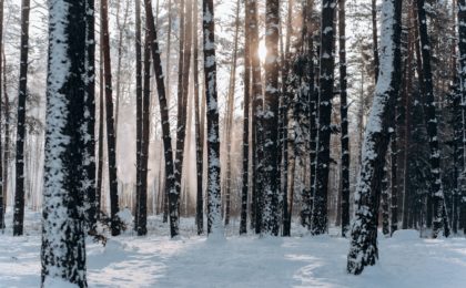 Wald in Minsk